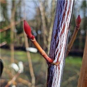 Acer Pensylvanicum (Snake-bark Maple)
